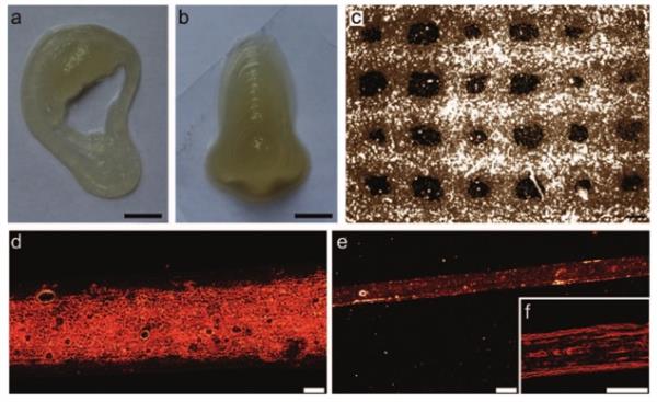 bristol-scientists-develop-new-stem-cell-bio-ink-for-3d-printed-cartilage-and-bone-implants-3
