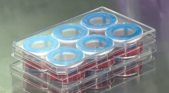 Celprogen公司用人类心肌干细胞3D打印心脏