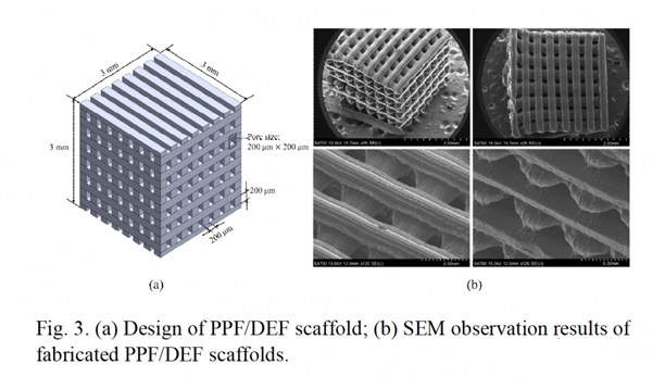 韩国大学用蓝光微立体光刻技术3D打印骨细胞支架