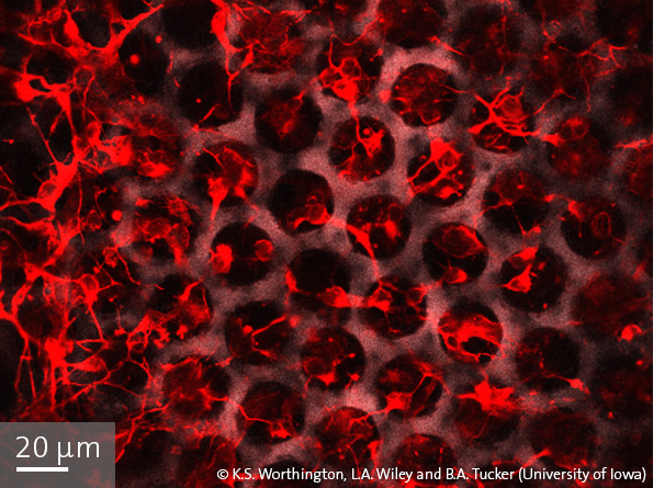 NanoscribePhotonic Professional GT 3Dӡɴӡ΢