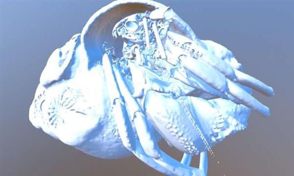 3D扫描和3D打印正在帮助科学家鉴别新的寄居蟹种类 3D扫描和3D打印正在帮助科学家鉴别新的寄居蟹种类