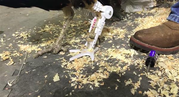 孔雀冬天冻掉一足无法开屏,志愿者给它定做3D打印假脚 孔雀冬天冻掉一足无法开屏,志愿者给它定做3D打印假脚