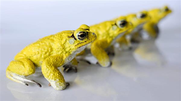 加拿大生物学家3D打印机器蟾蜍来研究蟾蜍的变色原因 加拿大生物学家3D打印机器蟾蜍来研究蟾蜍的变色原因