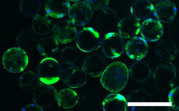 澳州科学家使用微小的珠粒来生长干细胞,用于生物3D打印软骨 澳州科学家使用微小的珠粒来生长干细胞,用于生物3D打印软骨