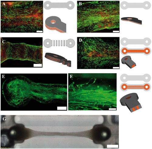 新颖的生物3D打印技术为退行性疾病带来希望 新颖的生物3D打印技术为退行性疾病带来希望