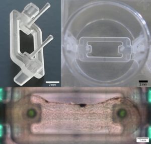 新颖的生物3D打印技术为退行性疾病带来希望 新颖的生物3D打印技术为退行性疾病带来希望