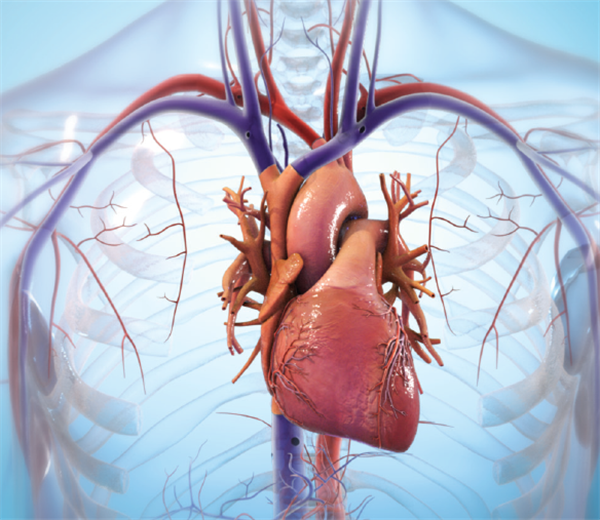 BIOLIFE4D公司宣布成功生物3D打印人类心脏组织 BIOLIFE4D公司宣布成功生物3D打印人类心脏组织