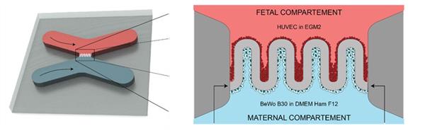 科学家3D打印芯片胎盘,研究从母亲到孩子的营养转运 科学家3D打印芯片胎盘,研究从母亲到孩子的营养转运