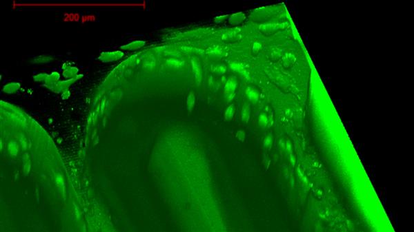 科学家3D打印芯片胎盘,研究从母亲到孩子的营养转运 科学家3D打印芯片胎盘,研究从母亲到孩子的营养转运