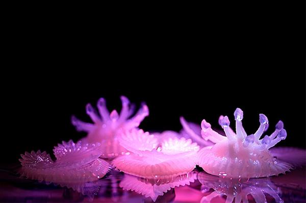 新西兰设计师通过4D打印探索仿真水生植物 新西兰设计师通过4D打印探索仿真水生植物