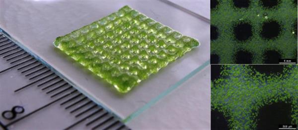 哥本哈根大学开发新的生物3D打印方法监测复杂的组织结构 哥本哈根大学开发新的生物3D打印方法监测复杂的组织结构