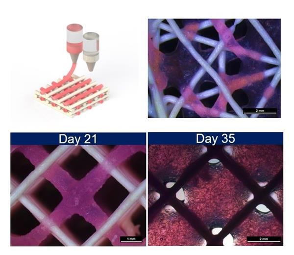 欧洲航天局领导为宇航员开发3D打印皮肤、骨骼和器官 欧洲航天局领导为宇航员开发3D打印皮肤、骨骼和器官