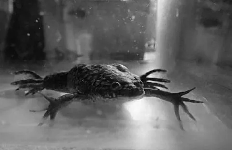 学家用硅材料3D打印出新型生物反应器 或让肢体再生 学家用硅材料3D打印出新型生物反应器 或让肢体再生