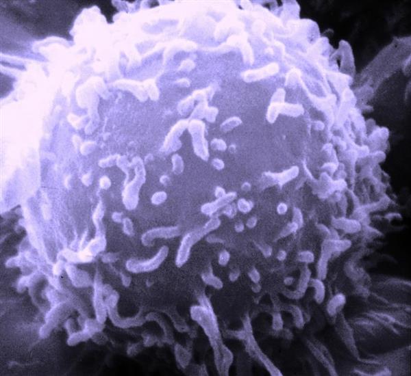 生物3D打印的体外模型可以改善抗癌药物 生物3D打印的体外模型可以改善抗癌药物