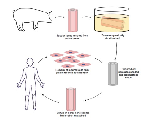 清华大学:用于细胞培养和组织制造的生物3d打印
