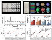 基于3D打印高通量筛选结合机器学习探究生物陶瓷骨诱导性的最佳结构特征