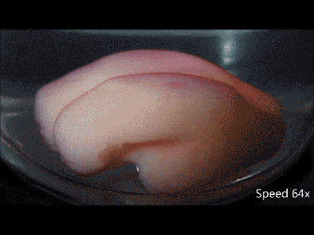 3Dӡչʾ̥Է