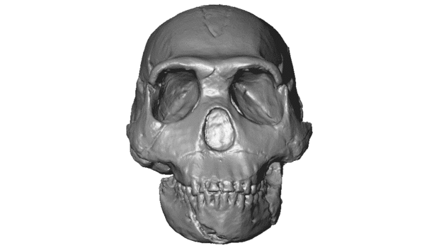 רṩ3DӡʯģصվMorphoSource