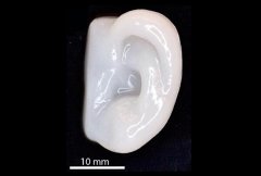 <b>3DӡĸԻֲ</b>