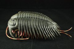 <b>ѧҽ3DӡӡҶ滯ʯ</b>