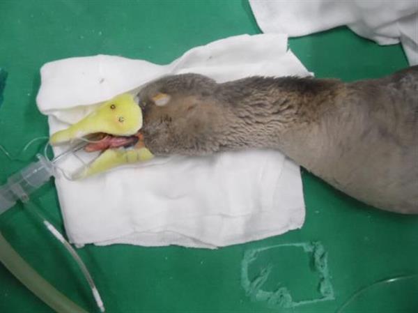 维多利亚鹅再次装上3D打印假体喙重获新生