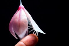 <b>3Dӡġ塱Chromatose</b>