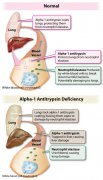 <b>Organovo3Dӡ֯ڶڴ</b>