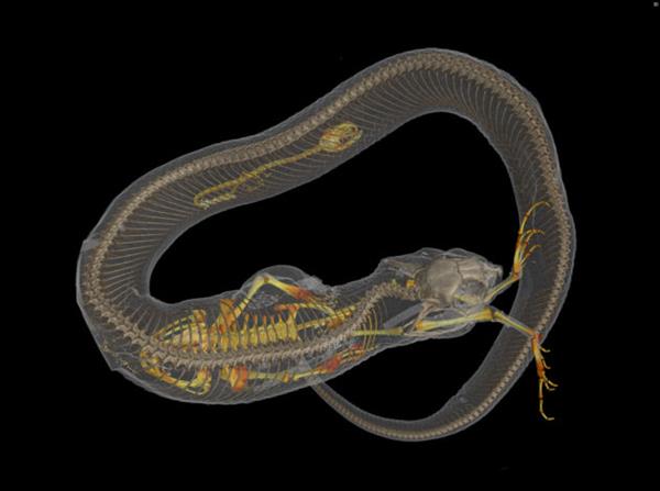 oVert计划:为MorphoSource数据库3D扫描超两万个个脊椎动物 oVert计划:为MorphoSource数据库3D扫描超两万个个脊椎动物