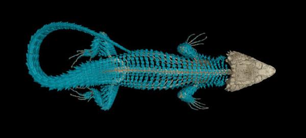 oVert计划:为MorphoSource数据库3D扫描超两万个个脊椎动物 oVert计划:为MorphoSource数据库3D扫描超两万个个脊椎动物