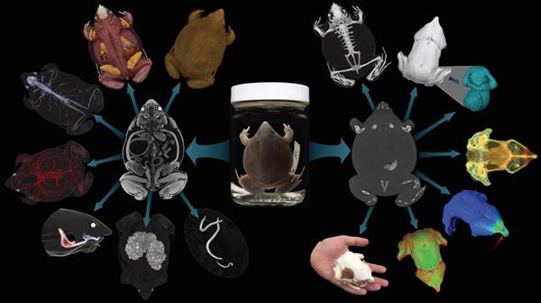 oVert计划:为MorphoSource数据库3D扫描超两万个个脊椎动物 oVert计划:为MorphoSource数据库3D扫描超两万个个脊椎动物