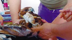 <b>全国首例!沈阳团队为断脚金雕装3D打印假肢(图)</b> <b>全国首例!沈阳团队为断脚金雕装3D打印假肢(图)</b>