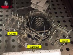 <b>生物3D打印“身体芯片”揭示癌症药物如何影响我们的器官</b> <b>生物3D打印“身体芯片”揭示癌症药物如何影响我们的器官</b>