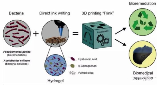 ��������������ѧԺ�о�Ա���������ж���ϸ��������3D��ӡīˮ