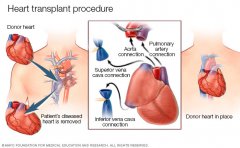 <b>BIOLIFE4DϣＯ5000Ԫ3Dӡֲ</b>