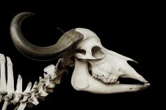 斯坦福大学借助3D扫描技术把动物骨骼制作成模型供人们研究