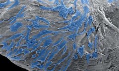 <b>伦敦玛丽皇后科学家利用模拟人体的墨水研究3D打印细胞结构</b> <b>伦敦玛丽皇后科学家利用模拟人体的墨水研究3D打印细胞结构</b>