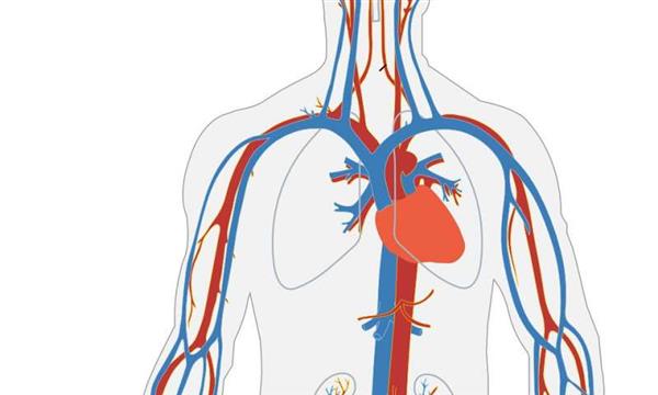 研究人员生物3D打印模拟血管和导管的管状结构 研究人员生物3D打印模拟血管和导管的管状结构