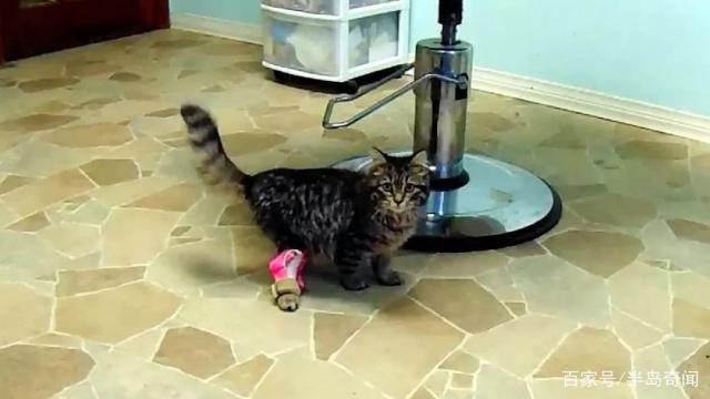 加拿大天生残疾猫咪装上3D打印假肢实现首次奔跑! 加拿大天生残疾猫咪装上3D打印假肢实现首次奔跑!