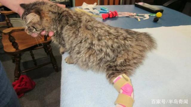 加拿大天生残疾猫咪装上3D打印假肢实现首次奔跑! 加拿大天生残疾猫咪装上3D打印假肢实现首次奔跑!