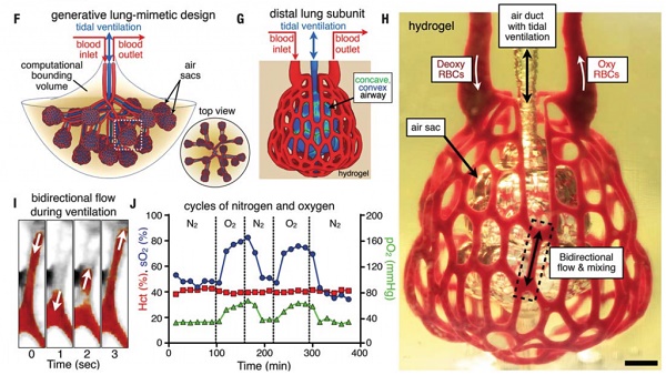 Nervous System˹ѧоԱ3DӡѪ