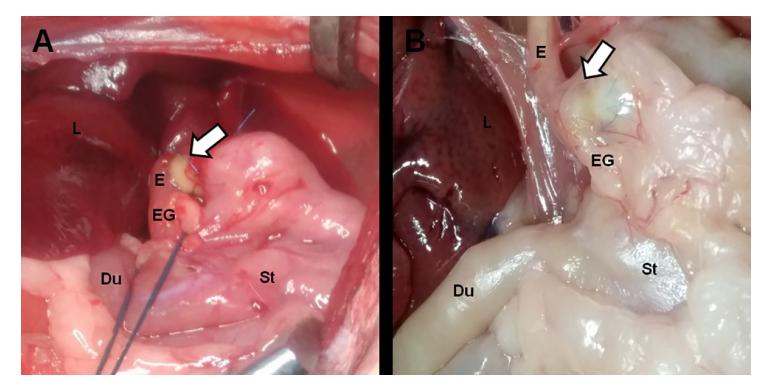研究人员开发3D打印无支架仿生食管 研究人员开发3D打印无支架仿生食管