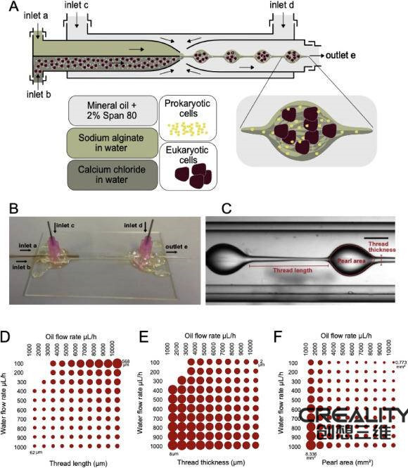 科学家用<a href='http://www.3ddayin.net' target='_blank'><u>生物3D打印</u></a>技术为干细胞工程提供细菌负载微凝胶