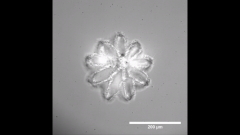 <b>Cellink飬ڿռڽ΢3Dӡ</b>
