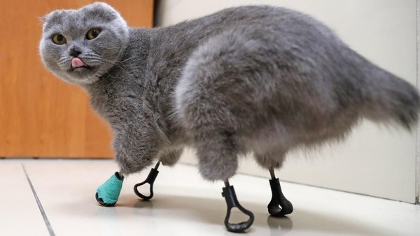 俄罗斯猫咪因冻伤失去4只爪子 兽医用3D打印为其复原 俄罗斯猫咪因冻伤失去4只爪子 兽医用3D打印为其复原