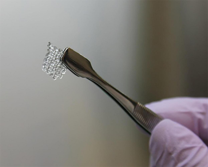 拿着3D打印的老鼠卵巢细胞支架的科学家 拿着3D打印的老鼠卵巢细胞支架的科学家