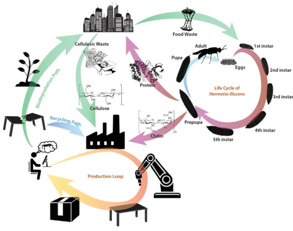 基于城市环境中生物转化的发达的封闭式生产循环 基于城市环境中生物转化的发达的封闭式生产循环