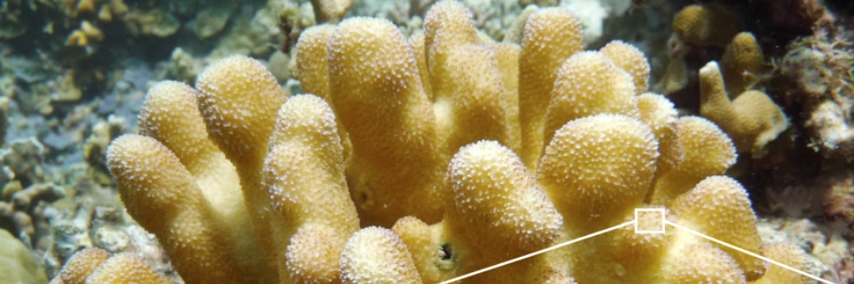  ӡǶʡWatakobi ReefɺStylophora pistilla