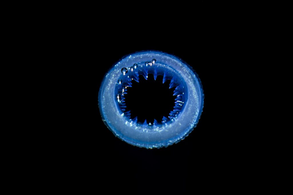 由Readily生物3D打印的人类绒毛 由Readily生物3D打印的人类绒毛