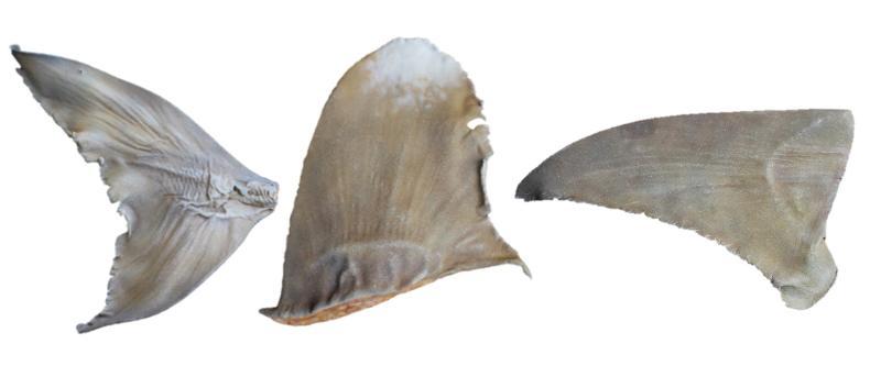 涂漆后的复制品鱼翅(弓嘴吉他鱼(Rhina ancylostoma)尾鳍、远洋白鳍长鳍真鲨背鳍和大锤头鱼莫卡兰胸鳍) 涂漆后的复制品鱼翅(弓嘴吉他鱼(Rhina ancylostoma)尾鳍、远洋白鳍长鳍真鲨背鳍和大锤头鱼莫卡兰胸鳍)