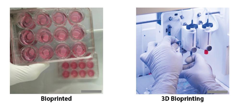 CTIBIOTECH正在为NOVOPLASM项目生产数百个CTISkin模型 CTIBIOTECH正在为NOVOPLASM项目生产数百个CTISkin模型